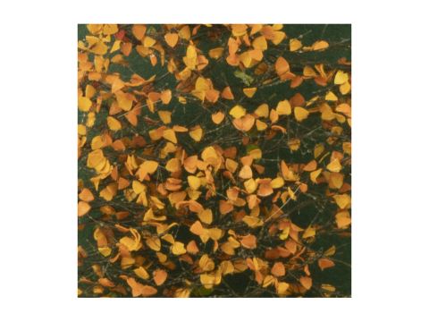 Silhouette Populierenloof - Late herfst - ca. 15x4cm - 1:45+ (913-34S)
