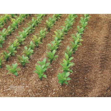 Juweela SUIKERBIETEN PLANTEN - GROEN -  - 1 / 1:32 (JW23386)