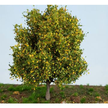 Silhouette Kastanje - vroege herfst - ca. 8cm - Z / N / TT / H0 (291-63)