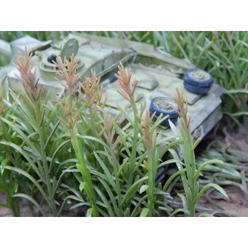 Juweela MAISPLANTEN - GROEN - 10.00 x 5.40 x 0.20 cm - 1 / 1:32 (JW23288)