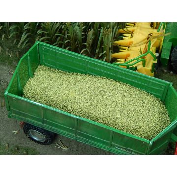 Juweela MAISKORREL - Geel -  - 1 / 1:32 (JW23305)