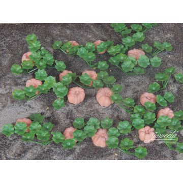 Juweela Pompoenen, fruit en planten - 15x/20x - 0 / 1:43,5 (JW24241)