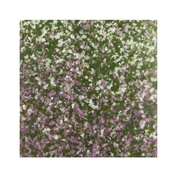 Mininatur Bloemen struiken - Vroege herfst - ca 7,5 x 4 cm - 1:45+ (726-33MS)
