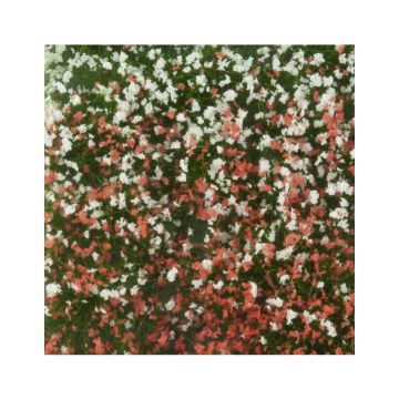 Mininatur Bloemen struiken - Zomer - ca 7,5 x 4 cm - 1:45+ (726-32MS)