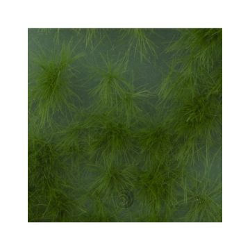 Mininatur Graspollen lang - Zomer - ca. 15x4cm - H0 / TT (727-22S)