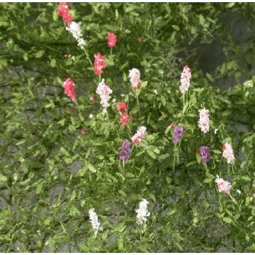 Mininatur Lupinen - Zomer - ca. 15x9cm - H0 / TT (999-22)