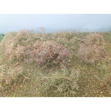 Mininatur Laar - Late herfst - ca. 31,5x25 cm - H0 / TT (742-24S)