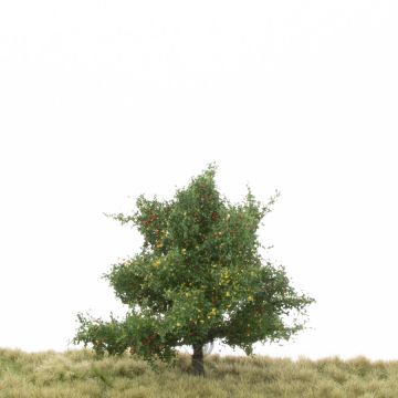 Silhouette Appelboom - Vroege herfst - 1 (ca. 12-16cm) (226-43)
