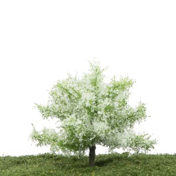 Silhouette Appelboom - Lente - 0 (< ca. 8cm) (226-61)