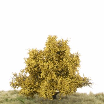 Silhouette Appelboom - Late herfst - 1 (ca. 12-16cm) (226-44)
