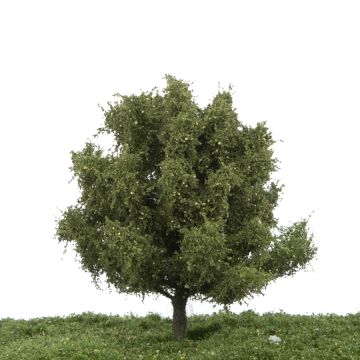 Silhouette Perenboom - Zomer - 12-16cm (228-42)