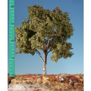 Silhouette Beuk - Vroege herfst - 1 (ca. 10-13cm) - N / Z (120-13)
