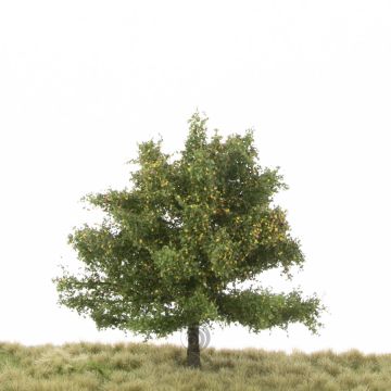 Silhouette Beuk - Vroege herfst - 12-16cm (220-43)
