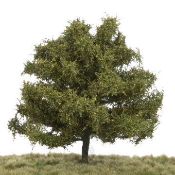 Silhouette Beuk - Vroege herfst - 0 (< ca. 8cm) (220-63)
