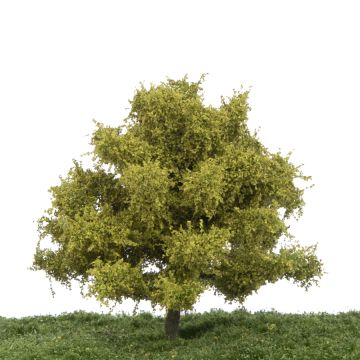 Silhouette Beuk - Lente - 12-16cm (220-41)