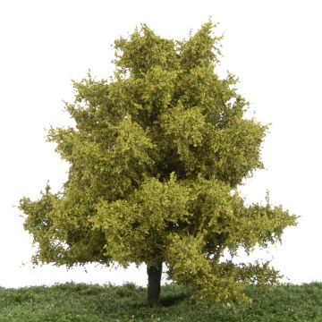 Silhouette Beuk - Lente - 0 (< ca. 8cm) (220-61)