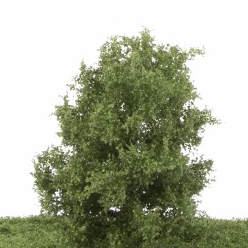 Silhouette Beuk - Zomer - 12-16cm (220-42)