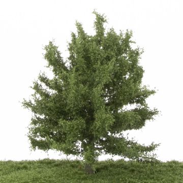 Silhouette Beuk - Zomer - 0 (< ca. 8cm) (220-62)