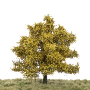 Silhouette Beuk - Late herfst - 12-16cm (220-44)