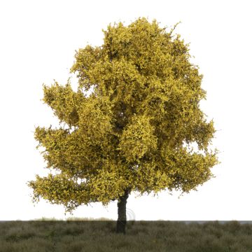 Silhouette Beuk - Late herfst - 0 (< ca. 8cm) (220-64)
