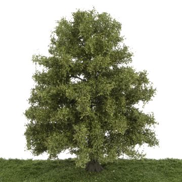 Silhouette Beuk - Late herfst - 30-34cm (320-002-4)