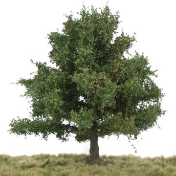 Silhouette Eik - Vroege herfst - 0 (< ca. 8cm) (280-63)