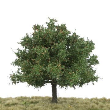Silhouette Eik - Vroege herfst - 12-16cm (280-43)