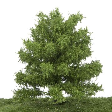 Silhouette Eik - Lente - 17-22cm (280-51)