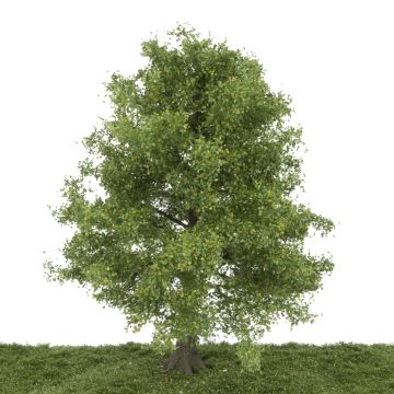 Silhouette Es - Vroege herfst - 30-34cm (341-002-3)