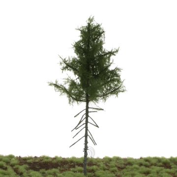 Silhouette Groene spar hoge stam - Zomer - 17-22cm (274-52)