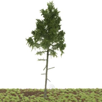 Silhouette Groene spar hoge stam - Zomer - 25-29cm (278-000-1)