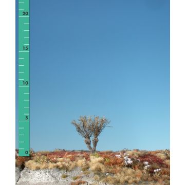 Silhouette Knotwilg - Kaal - 0 (< ca. 8cm) (241-00)