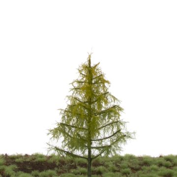 Silhouette Lariks - Vroege herfst - 12-16cm (279-43)