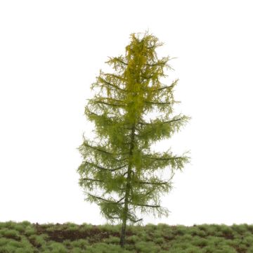 Silhouette Lariks - Vroege herfst - 17-22cm (279-53)