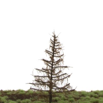 Silhouette Lariks - Winter - 12-16cm (279-40)