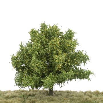 Silhouette Linde - Vroege herfst - 0 (< ca. 8cm) (242-03)