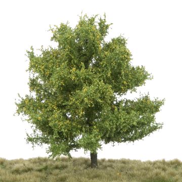Silhouette Linde - Vroege herfst - 0 (< ca. 8cm) (242-63)