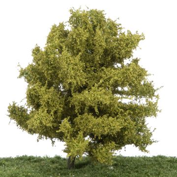 Silhouette Linde - Lente - 0 (< ca. 8cm) (242-61)