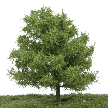 Silhouette Linde - Zomer - 17-22cm (242-52)