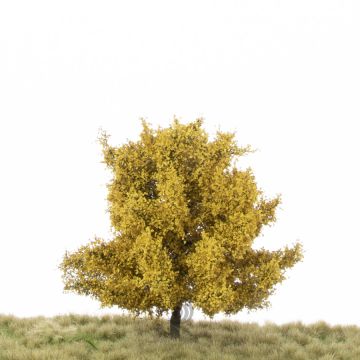 Silhouette Linde - Late herfst - 2 (ca. 15-20cm) - H0 / TT (242-24)