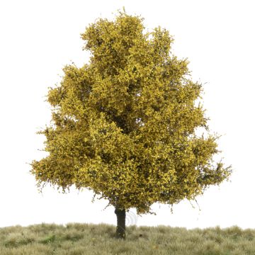 Silhouette Linde - Late herfst - 0 (< ca. 8cm) (242-64)