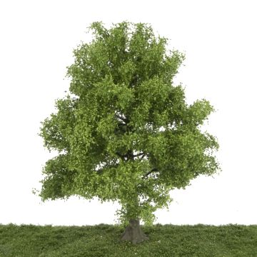 Silhouette Linde - Late herfst - 40-45cm (385-004-4)