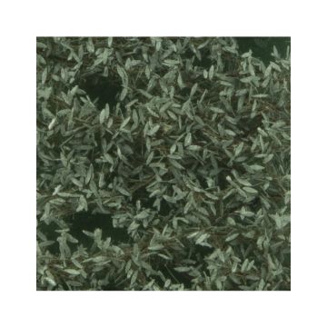 Silhouette Olijfboom loof - Zomer - ca. 27x16,5cm - H0 / TT (945-22)