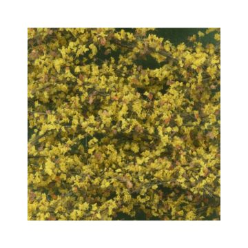 Silhouette Populierenloof - Late herfst - ca. 63x50cm - N / Z (913-14G)