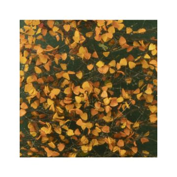 Silhouette Populierenloof - Late herfst - ca. 27x16,5cm - 1:45+ (913-34)