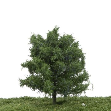 Silhouette Pruimenboom - Zomer - 12-16cm (229-42)