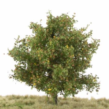 Silhouette Plataan - Vroege herfst - 12-16cm (233-43)