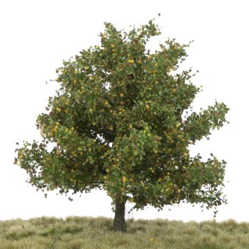 Silhouette Plataan - Vroege herfst - 0 (< ca. 8cm) (233-63)