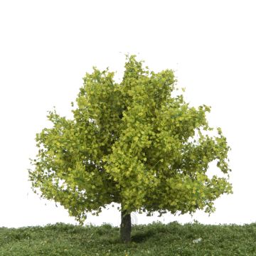 Silhouette Plataan - Lente - 12-16cm (233-41)