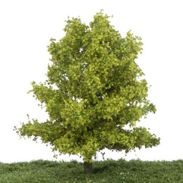 Silhouette Plataan - Lente - 0 (< ca. 8cm) (233-61)